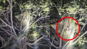 Human-Elephant Conflict